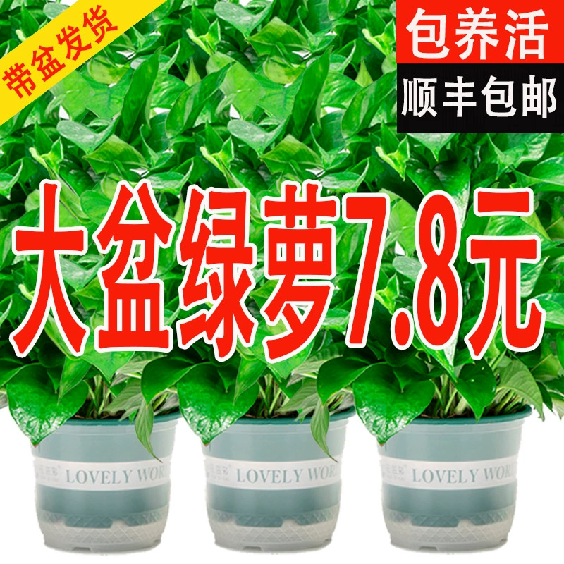 Зеленая редька в горшке для дома, новый дом, поглощает формальдегид и очищает воздух, растения, гидропоника, длинная лоза, большая зеленая корзина, зеленые растения