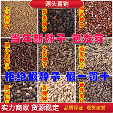 �²����w�����w���N�Ӽt��������С����С������޲�������N�Ӱ��]