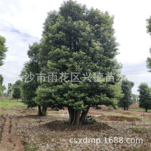 批发丛生香樟湖南多头（杆）香樟绿化苗木 园林 全冠香樟大量