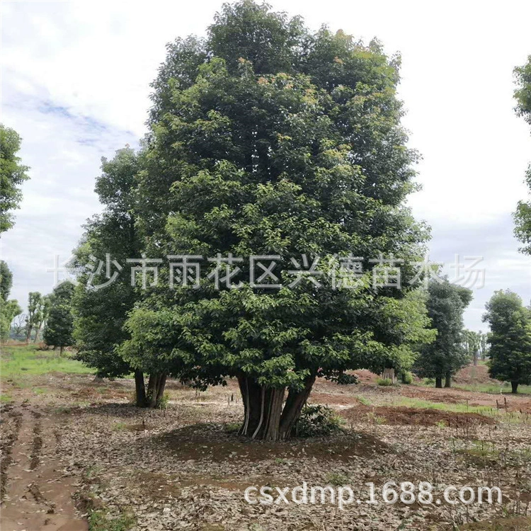 Оптовая продажа многоголовых (стебельных) саженцев камфоры из Хунани, камфорные деревья с полным кронением в больших количествах.