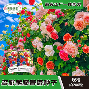 Wall-Climbing Rose Flower Seeds, Sowing and Blooming in All Seasons, Rose Climbing Plant Flower Seeds, Outdoor Courtyard Flower Seeds