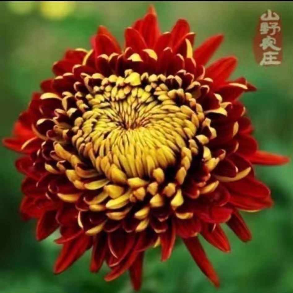 详情图