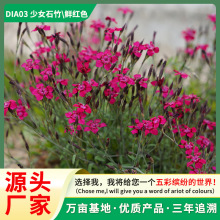 Ůʯ񻨷NӸֵtɫϵ ԻG׻޸ܷN