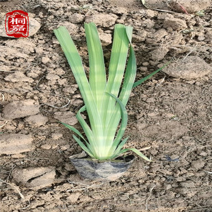 �Sβ �������������Ե���ͥԺ�̨�׻���_���Sβ�� �����m��