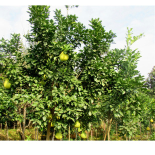 ���ݘ� ɳ�����Ә� ���΃��� �@�־��^�� �Gֲ ���l�G������