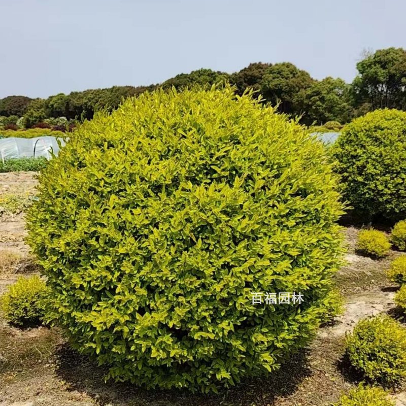 金冠女贞精品球净球基地直销产地价格绿化色块球花境球