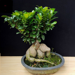 �˅��Ŵ�С�Ř�̨����Ƥ�žGֲ���Ի��ܸ������辰�k�����ܘ�