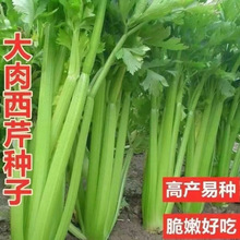 ļ۷Nˬ۲˷NӸ߮ą߲˷Nե֭