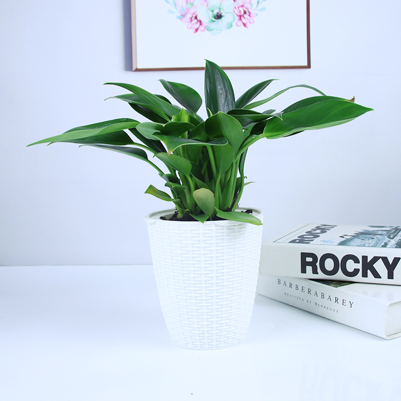 금다이아몬드 3개 + 흰대나무 바구니 대야 + 영양액✓