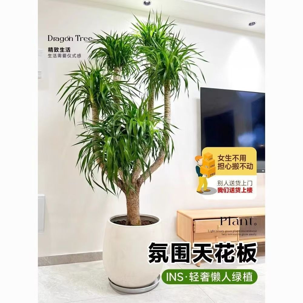龙血树客厅绿植多头龙须树龙铁树客厅绿植室内大型龙血树植物盆栽