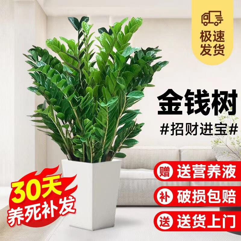 Money Tree Large Potted Indoor Living Room Large Easy to Feed Green Plants Florals Large Money String to Attract Wealth and Treasure Plants