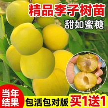 蜂糖李子树苗嫁接新品种三华李盆栽果树庭院南北方四季种植水果苗