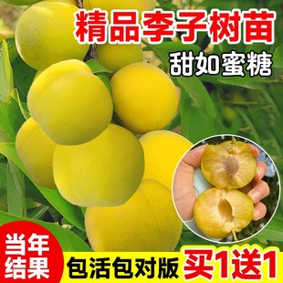 �������Ә���޽���Ʒ�N���A�����Թ���ͥԺ�ϱ����ļ��Nֲˮ����