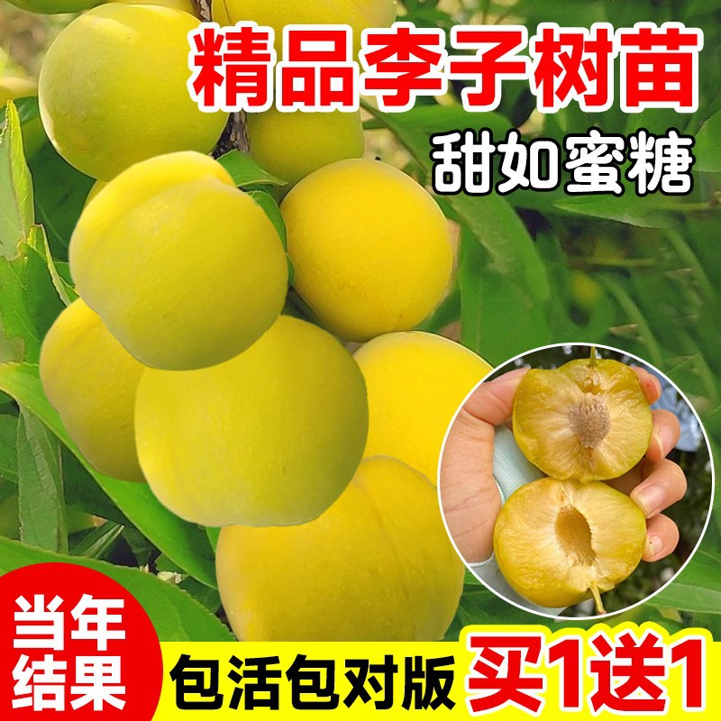 蜂糖李子树苗嫁接新品种三华李盆栽果树庭院南北方四季种植水果苗