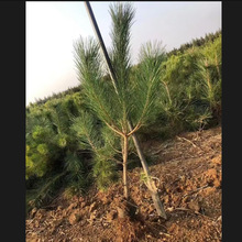 �G����ľ�����辰ë��ͥԺ��������ɘ��糣��ֲ���辰ֲ���ɘ���