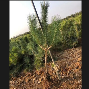 �G����ľ�����辰ë��ͥԺ��������ɘ��糣��ֲ���辰ֲ���ɘ���