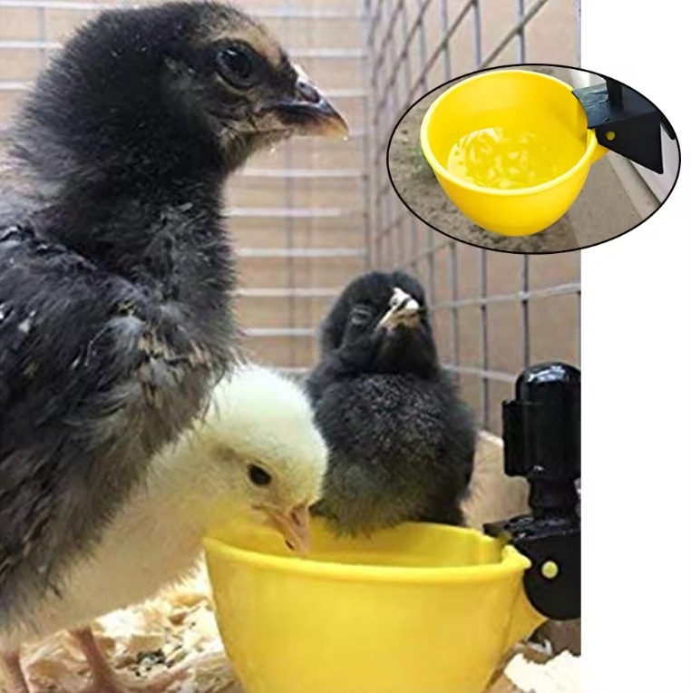 Bebedor de agua para pájaros, paloma, codorilla, pollo, tazón automático de agua, codorilla, tazón de agua, papagaio