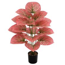 �羳��Ʒ����Gֲ����G�}�t�~�ٻ��쾰�b�c�Ƶ�Ҿ����ֲ��