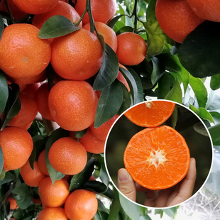 Sugar Orange Saplings, Grafted Orange Saplings, Authentic Golden Autumn Sugar Orange Saplings, Sihui Sugar Oranges That Bear Fruit in the Same Year