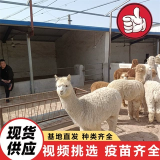出售萌宠羊驼活体 园林景区投喂互动亲人羊驼 家养宠物温顺羊驼
