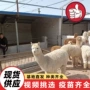 互动温顺活体景区羊驼