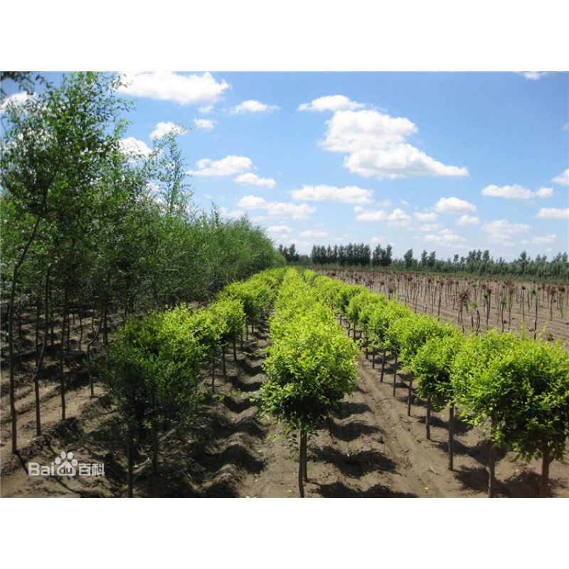 Aceraceae Acer кленовые семена Acer Saccharum кленовые семена Acer Клен выжимание сахарного клена sanguinis Acer кленовые семена