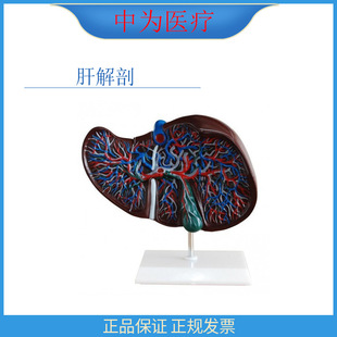 �О��t�� �t�Wʾ�̸ν�����Ʒ ���K���ʷŴ�ģ��