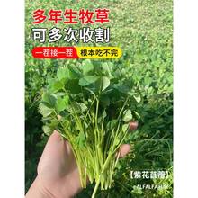 ϻޣѷNBֳuţi~ݷNӶļͺ߮a