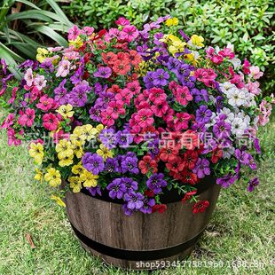 ���R�d���滨�¿��ȼ������_�m��ɫ�����콁�����������b���