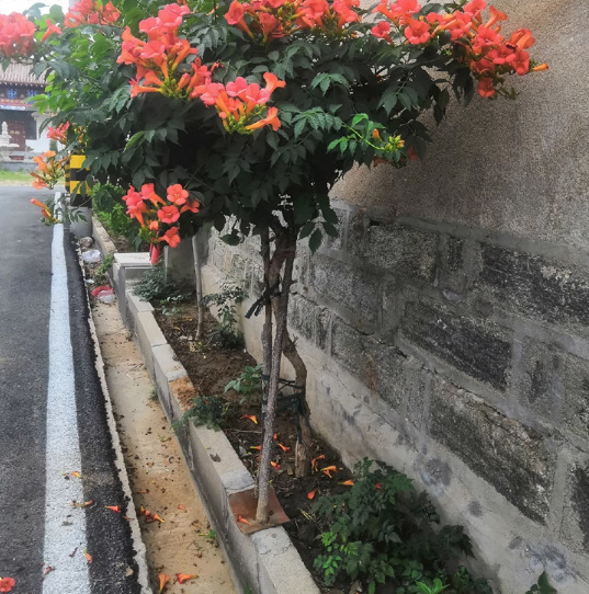 一件代发凌霄花苗爬藤植物灵霄花树大苗盆栽南北方种植耐寒庭院花