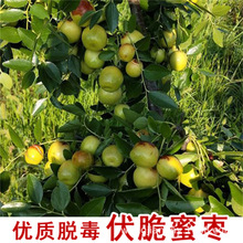 大枣树活苗台湾青枣树果苗牛奶苹果枣苗树苗枣树盆栽大树果苗跨境