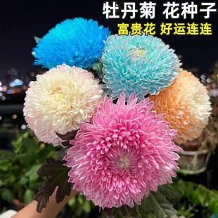 Wholesale Peony Seeds, Golden Peonies, Blooming in All Seasons, Worldly Wealth, Blue and White Porcelain Chrysanthemum Seeds, Balcony Florals