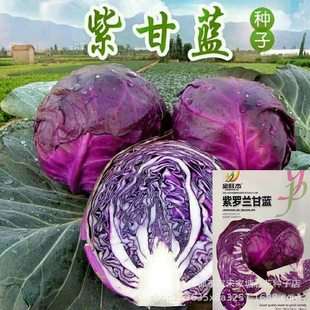 �ϸ��{�N���ļ��Y������ϰײ˷N���׷N���Ӿ����߲˷N��