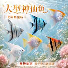网红七彩神仙鱼燕鱼观赏鱼热带大型淡水好养鱼苗秘鲁活鱼燕子鱼