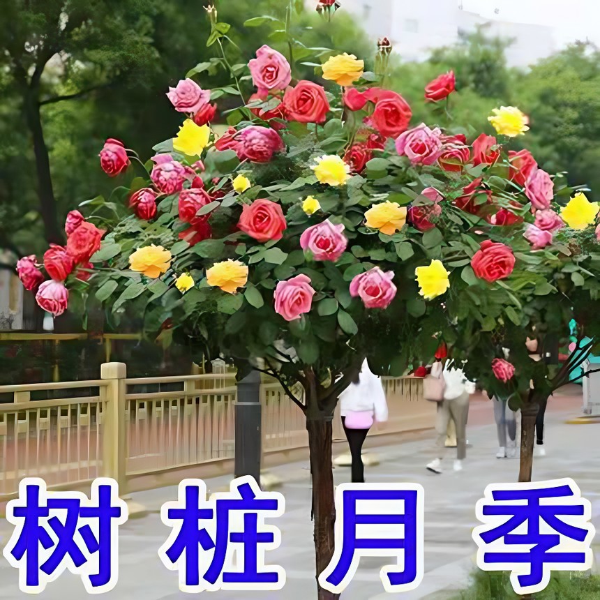 棒棒糖树桩月季花苗特大花盆栽庭院绿化植物花卉嫁接四季树状月季
