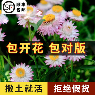 Wheat Straw Chrysanthemum Seeds Mixed Color Helichrysum Dried Flowers Chrysanthemum Seeds Landscape Greening Potted Florals Balcony Gardening Cut Florals Flower Viewing