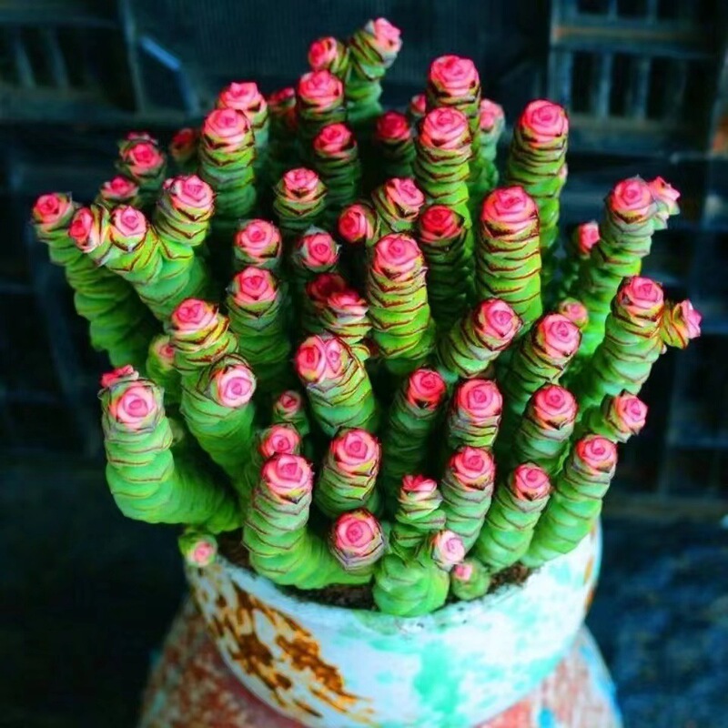 Money String Brocade Colorful Cluster Succulent Ingot Money Tree Three Wealth Office Green Plants Homegrown Flowers Green Plants Flowers