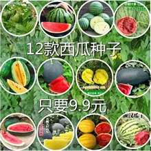 8424西瓜种子早熟新品种冰糖麒麟水果种子薄皮特大高产南方四季播
