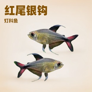 �tβ�y�����~�����߶˵�ˮ�~�ݸ�Ⱥ���~�Ꭷ�~�ɻ��B�Ϻ��O�����l