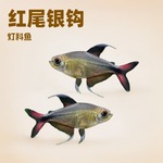 红尾银勾灯鱼南美高端淡水鱼草缸群游鱼热带鱼可混养上海渔场批发
