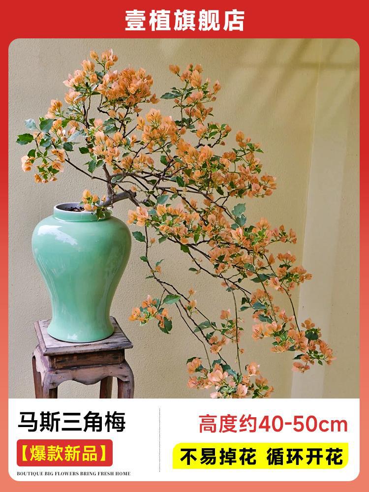 [핫한 신제품] 부겐빌레아 [40-50cm | 쉽게 떨어지지 않음 | 주기적으로 꽃이 핀다]