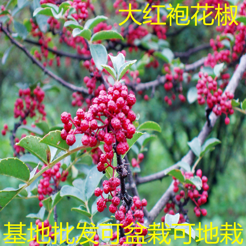 花椒树苗四川麻椒藤青南北方盆栽地栽种植当年结果树大红袍花椒苗