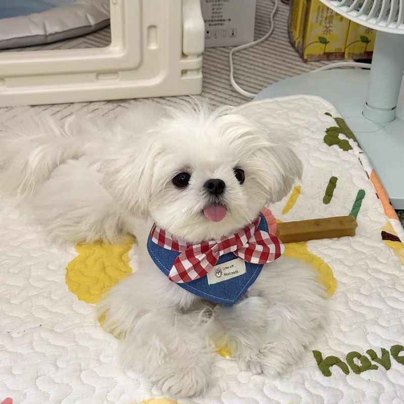 跨境宠物围脖风小型犬围兜口水巾三角巾猫咪项圈蝴蝶结可爱韩代发|undefined