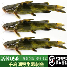 ʮ������rǧ�u�������~3��Ұ�~���r�F�������~�S���~�����~�S�