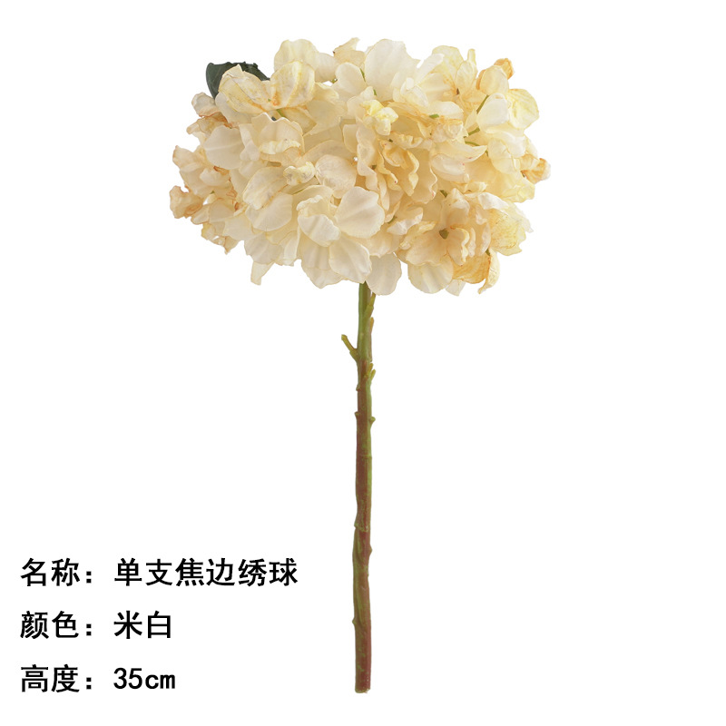 Single Coke Edge Hydrangea Rice White