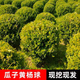 小叶黄杨球花坛耐寒篱笆别墅庭院盆栽绿化植物丛生瓜子黄杨球批发