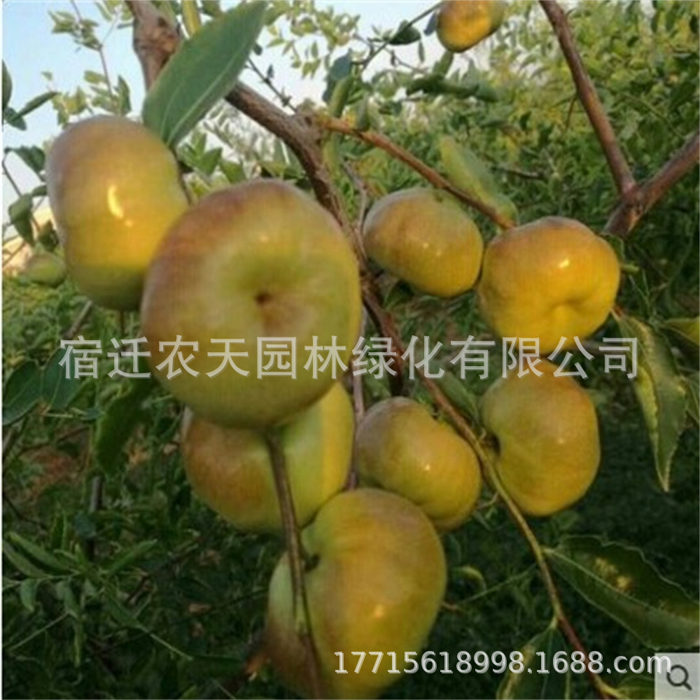 蟠枣树苗特大嫁接七月鲜枣树苗味甜丰产抗寒南方北方种植当年结果