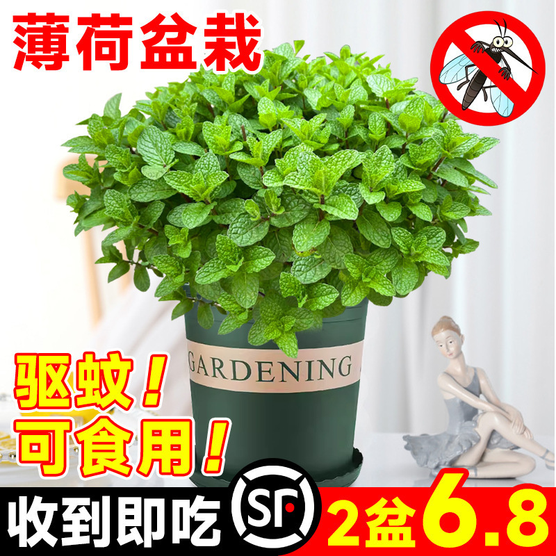 Mint Potted Hydroponic Plants Edible Indoor Mosquito Repellent Green Plants Vanilla Florals Office Desk Easy to Grow Mosquito Repellent Plants Mint Potted Hydroponic Plants Edible Indoor Mosquito Repellent Green Plants Vanilla Florals Office Desk Easy to Grow Mosquito Repellent Plants