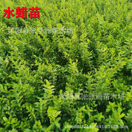 水蜡苗批发行道花坛色块绿篱园林工程绿化苗木造景水腊苗规格齐全
