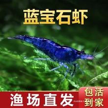 蓝宝石虾黑壳虾除藻虾鲜活观赏虾苗淡水樱花虾极火小虾鱼缸水晶虾